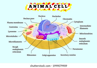 Anatomical Drawings Animal Cell Structures Names Stock Illustration ...