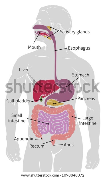 解剖学的ヒト腸消化器系消化管図 のイラスト素材