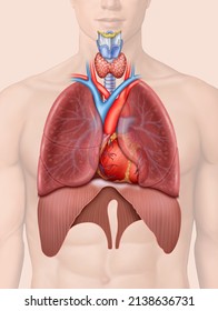Anatomical illustration composed of the circulatory system and respiratory system, the heart and the main veins and arteries, the lungs, the trachea and the diaphragm.