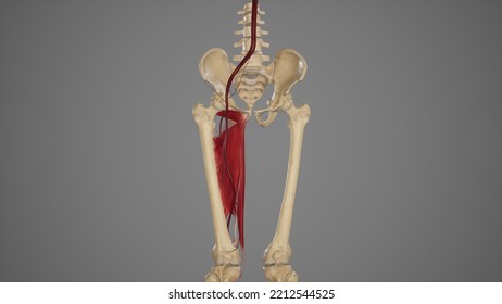 Anatomical Illustration Of Femoral Artery.3d Rendering