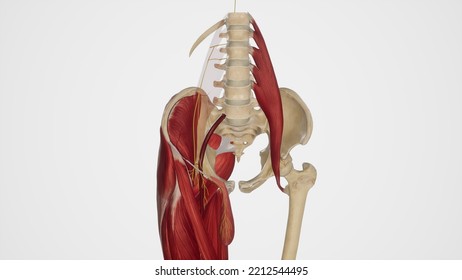 Anatomical Illustration Genitofemoral Nerve3d Rendering Stock ...