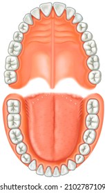 Anatomical Illustration Of The Human Denture. The Denture Has 32 Pieces, Divided Into Four Arches: Two Arches In The Upper Part, And Two In The Lower Part Of The Mouth. Each Arch Has Eight Teeth.