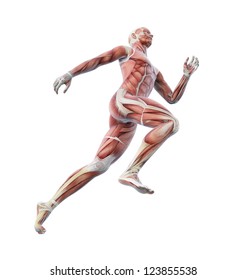 Anatomical illustration of a runner