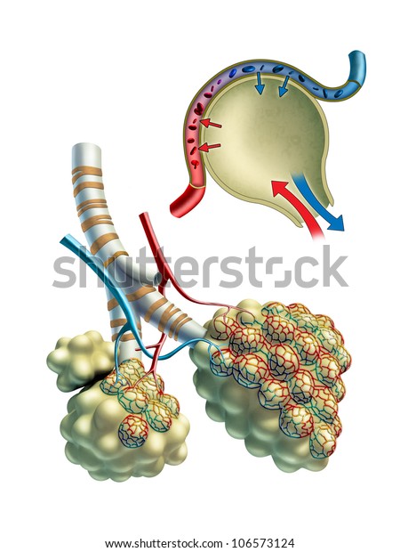 Anatomical illustration showing some\
pulmonary alveoli and the gaseous exchange taking place inside\
them. Digital\
illustration.