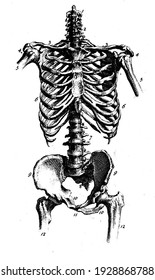 An Anatomical Illustration Of A Skeleton Of The 19th Century