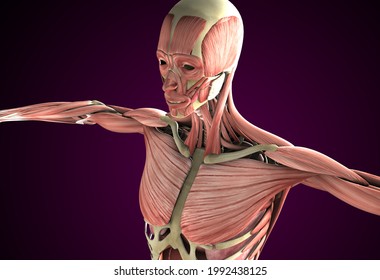 Anatomical Overlays - Male Torso With Organs, 3d Illustration, 3d Rendering.