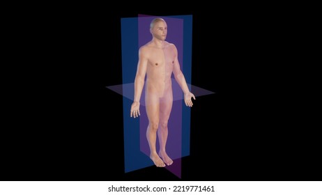 Anatomical Planes Of Body,showing Sagittal,coronal And Horizonatal (transverse) Planes Through A Male Body.3d Rendering