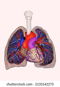 Anatomical And Scientific Digital Illustration. Human Chest, Heart And Major Arteries And Veins. Ideal For Literary Research And Scientific Texts.