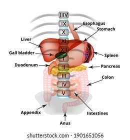 Anatomical Structure Of The Abdominal Organs. Spleen, Liver, Gallbladder, Stomach, Intestines, Colon, Pancreas. Illustration