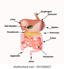 Anatomical structure of the abdominal organs. Spleen, liver, gallbladder, stomach, intestines, colon, pancreas. illustration