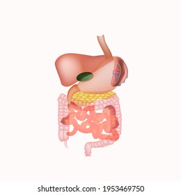 Anatomical Structure Abdominal Organs Spleen Liver Stock Illustration