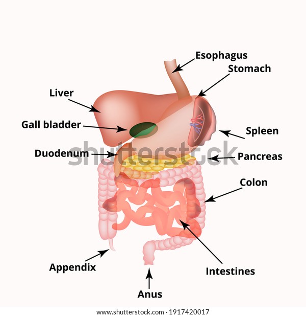 Anatomical structure of the abdominal\
organs. Spleen, liver, gallbladder, stomach, intestines, colon,\
pancreas.\
illustration