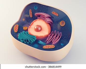 Anatomical structure of biological animal cell with organelles