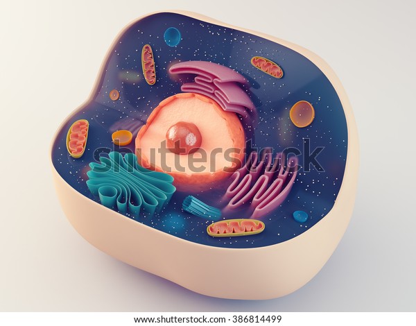 Anatomical structure of biological animal cell\
with\
organelles