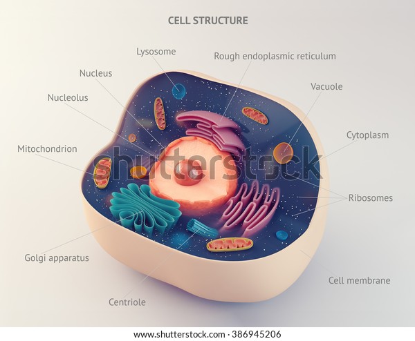 Anatomical Structure Biological Animal Cell Organelles Stock ...