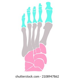 352 Ankle bony anatomy Images, Stock Photos & Vectors | Shutterstock