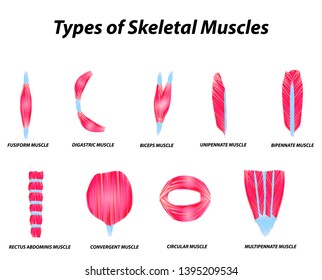 Anatomical Structure Skeletal Muscles Infographic Illustration Stock ...
