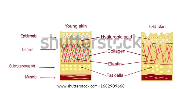 Anatomical Structure Skin Skin Aging Stock Illustration 1682909668 ...