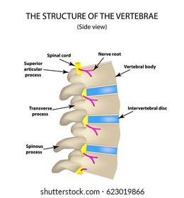 The Anatomical Structure Of The Spine. Side View. The Intervertebral Discs. Infographics. Illustration On Isolated Background