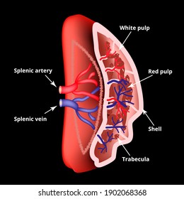 Anatomical Structure Of The Spleen. Illustration.