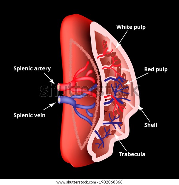 Anatomical\
structure of the spleen.\
illustration.