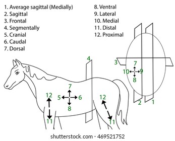 9 Dorsal caudal cranial Images, Stock Photos & Vectors | Shutterstock