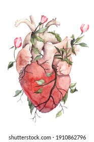 Anatomical Watercolor Illustration. Realistic Drawing. Organ Heart Overgrown With Veins And Stems With Flower Buds. Flower Blossom