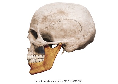 Anatomically Accurate Human Male Skull With Colorized Mandible Or Jaw Bone Lateral Or Profile View Isolated On White Background With Copy Space 3D Rendering Illustration. Blank Medical Chart.