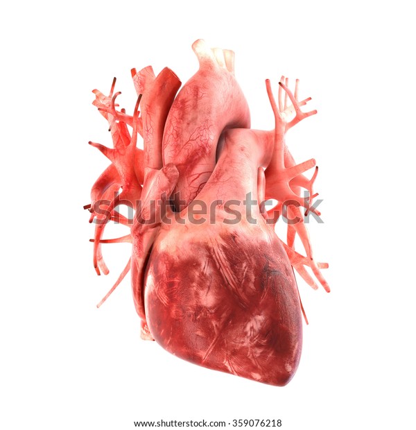 人間の心臓の3dモデルを解剖学的に補正する のイラスト素材