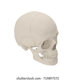 Anatomically correct medical model of the female human skull on white. 3D illustration