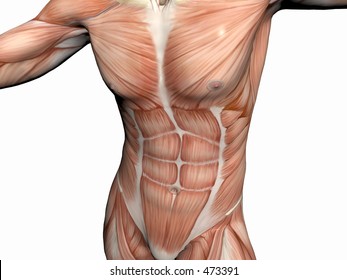 Anatomically Correct Medical Model Human Body Stock Illustration