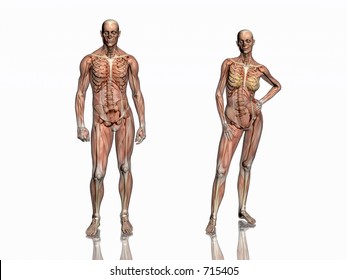 Anatomically correct medical model of the human body, man and women, muscles and ligaments showing transparent and skeleton projected into the body. 3D illustration over white. Front  view.