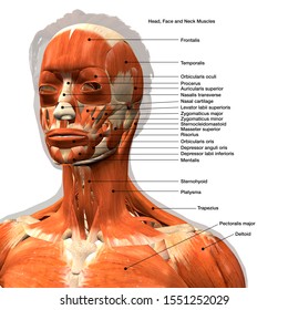 Anatomically Labeled Facial Muscles of Female, 3D Rendering