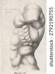 Anatomische studie van de torso van een man, van opzij gezien (1645) by Wenceslaus Hollar and Leonardo da Vinci. Vintage art illustration.
