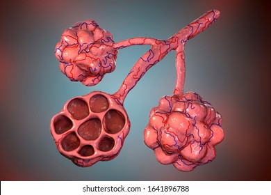 Anatomy Alveoli Lungs Illustration Microstructure Respiratory Stock ...