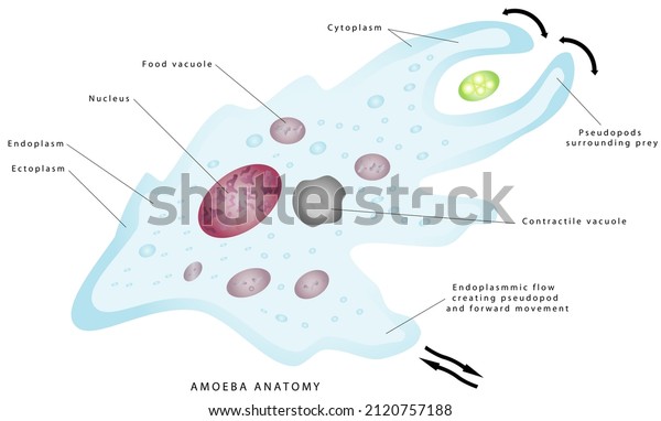 Anatomy of an amoeba. Amoeba, cell anatomy of a\
unicellular organism, labeling the cell structures with nucleus,\
endoplasm, ectoplasm, membrane, contractile vacuole, food and water\
vacuoles.