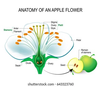 Anatomy of an apple flower. Flower Parts. Detailed Diagram with cross section. useful for study botany and science education. Flower and fruit