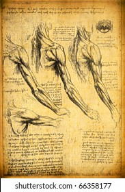 Anatomy Art By Leonardo Da Vinci From 1492 On Textured Background.