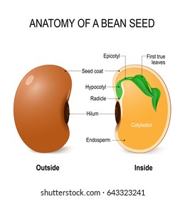 Anatomy Bean Seed Diagram Inside Outside Stock Illustration 643323241 ...