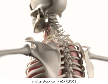 Anatomy Body Human. Spine, Neck And Shoulder. Skeletal System. 3d Illustration.