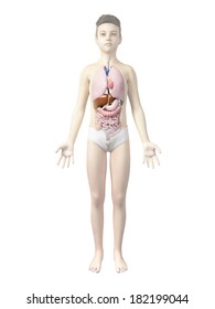 anatomy of a boy - the organs