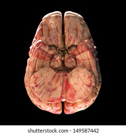 Anatomy Brain - Bottom View on Black Background - Shutterstock ID 149587442