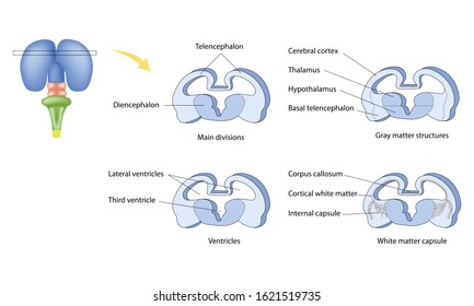 Anatomy Of The Central Nervous System. 
Formation Of The Human Brain. Structural Features Of The Forebrain. 
Differentiation Of The Telencephalon.