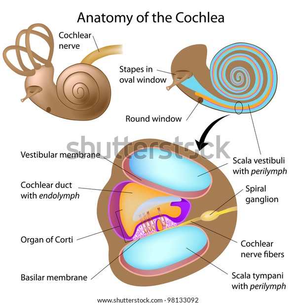 人間の耳の蝸牛構造 のイラスト素材