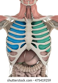 Anatomy Color Coded Lungs Inside Rib Cage. 3d Illustration.