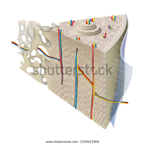 Compact Bone Diagram - Anatomy And Physiology The Parts Of A Bone : The