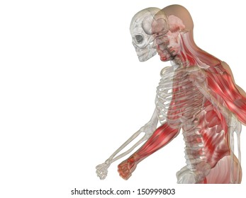 Anatomy concept or conceptual human or man body chest,head isolated on background as a metaphor for medical,science,health,male,biology,medicine,bone,anatomical,muscular,system,face,cranium and spine
