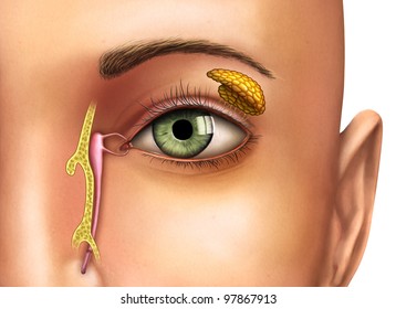 Anatomy drawing showing the functioning of lacrimal glands. Digital illustration.