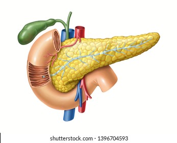Anatomy drawing showing the pancreas, duodenum, and gallbladder. Digital illustration