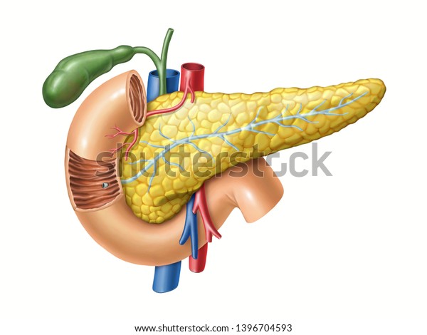 Anatomy Drawing Showing Pancreas Duodenum Gallbladder Stock ...